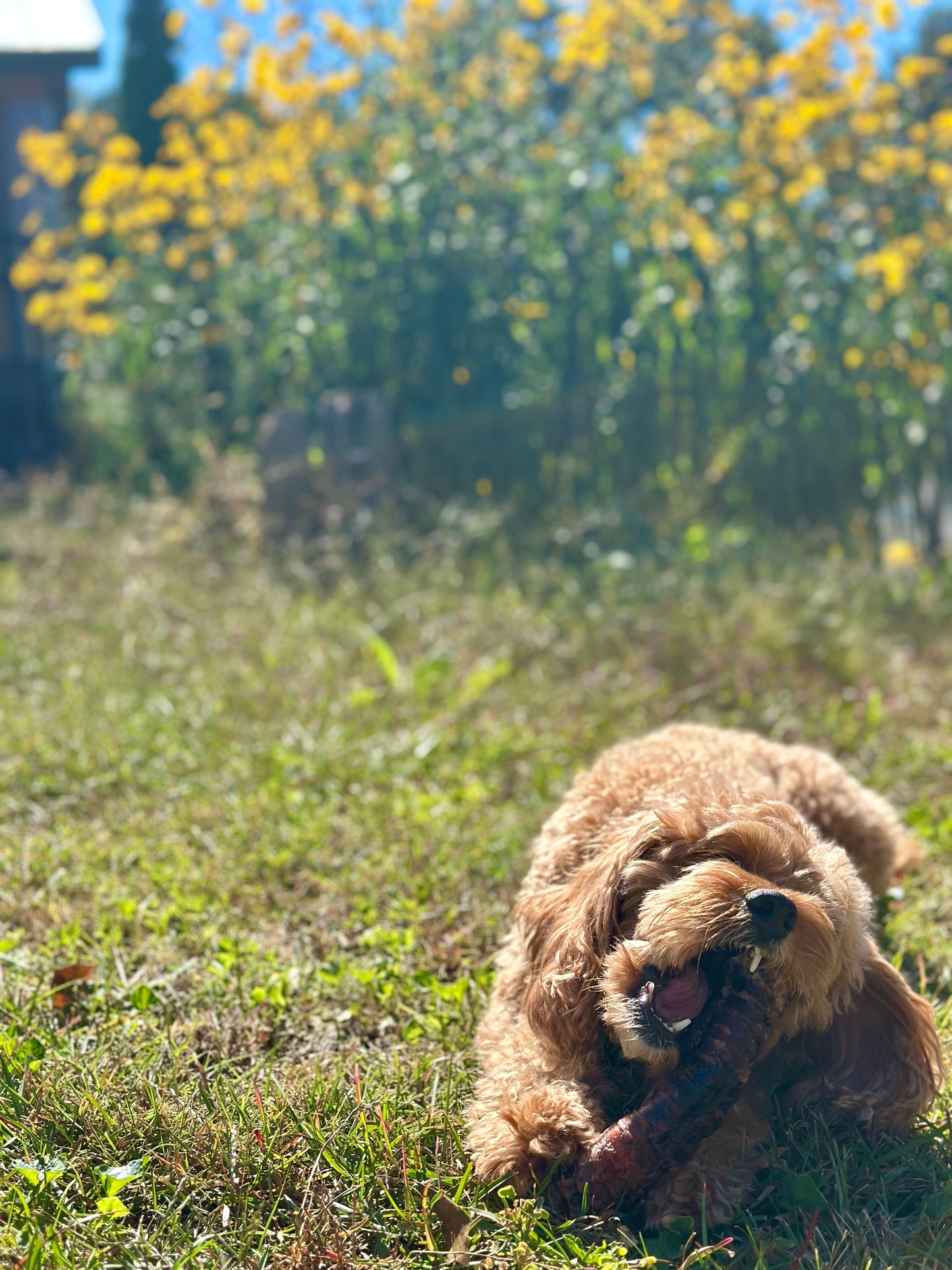 Dehydrated Beef Trachea Chew