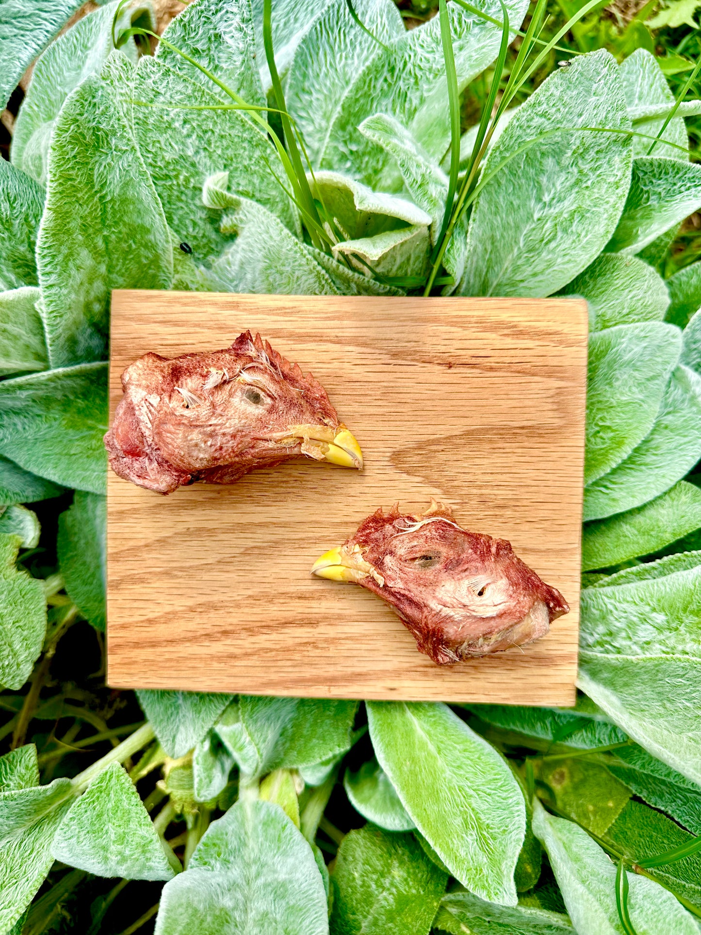 Freeze Dried Chicken Head