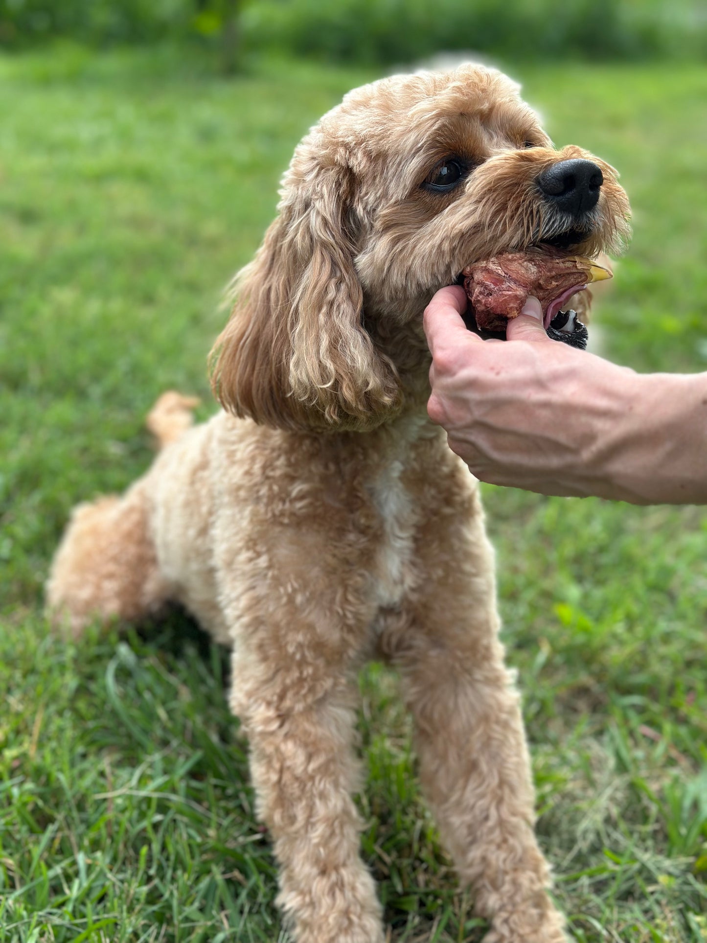Freeze Dried Chicken Head