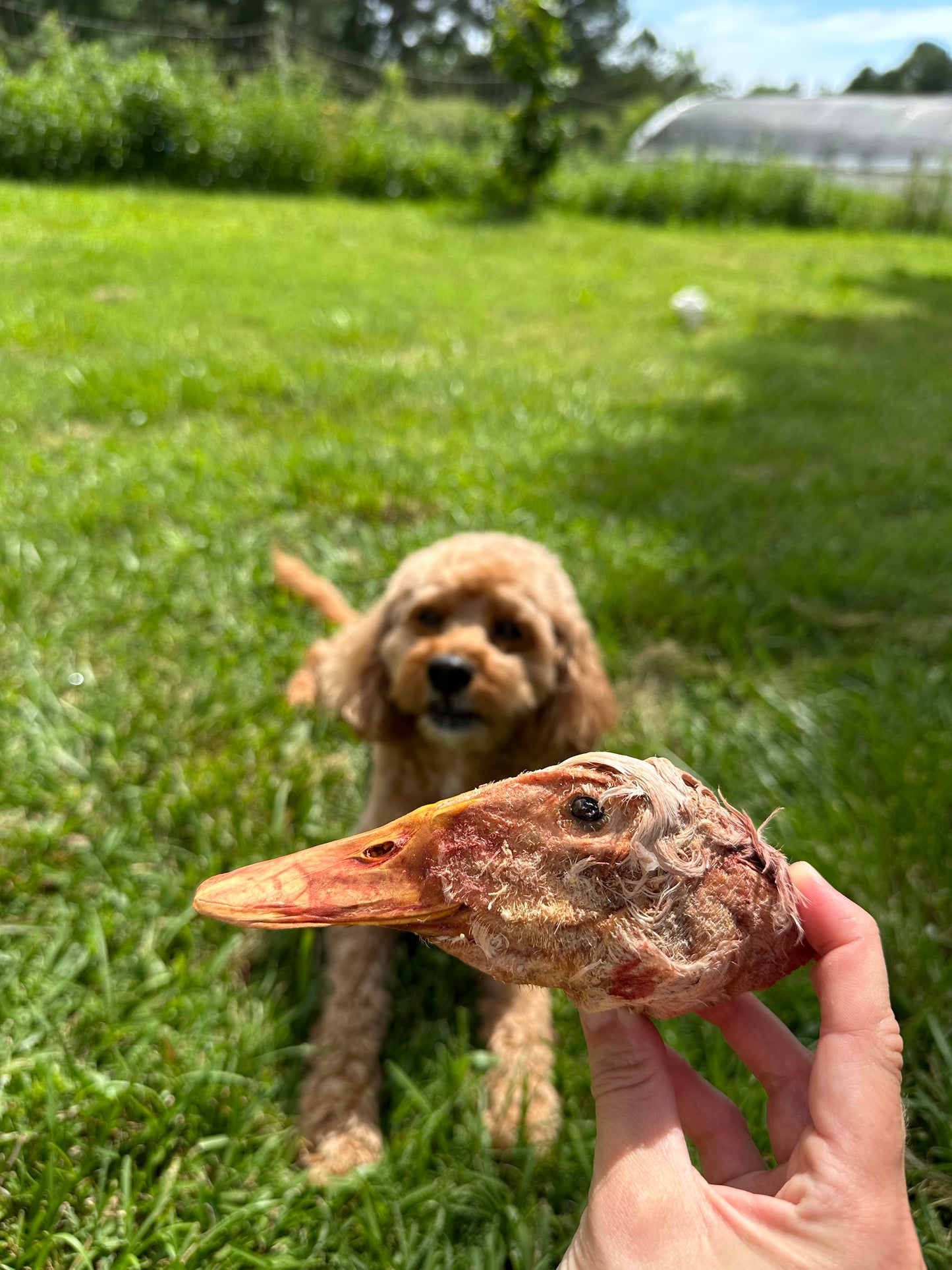 Freeze Dried Duck Heads