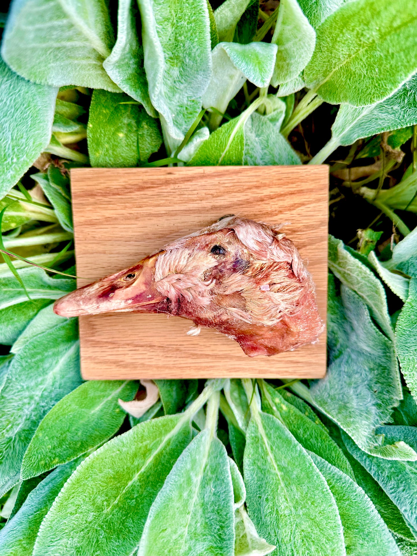 Freeze Dried Duck Heads