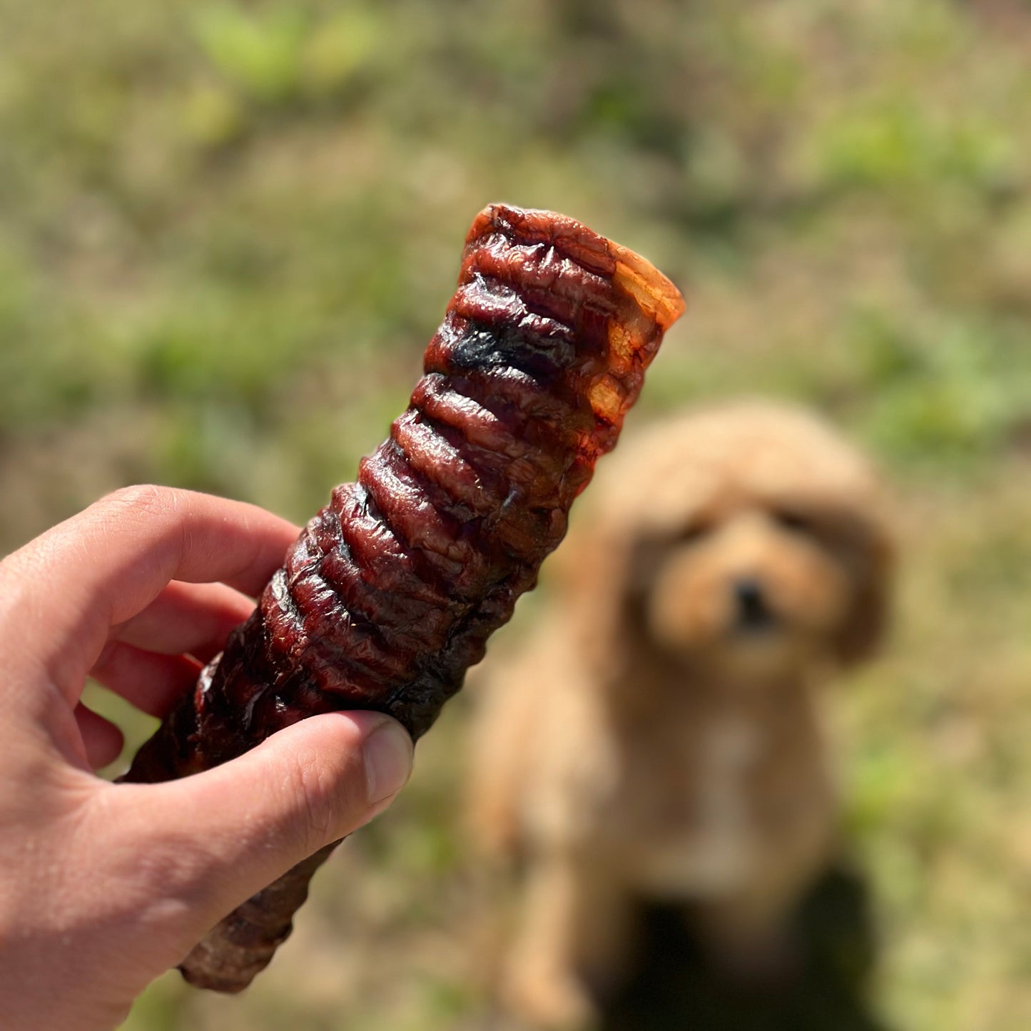 Dehydrated Beef Trachea Chew