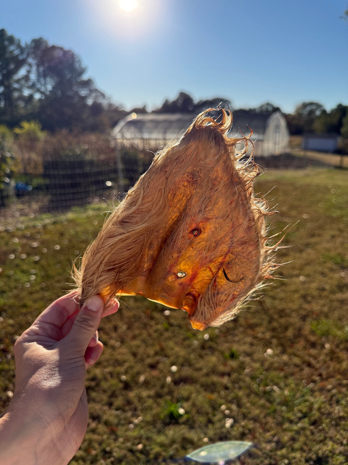 Dehydrated Hairy Cow Ear Chew